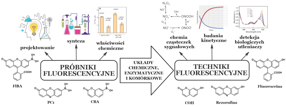 Obszar zainteresowań zespołu chemii biomedycznej